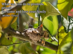 What can you do to promote peace?